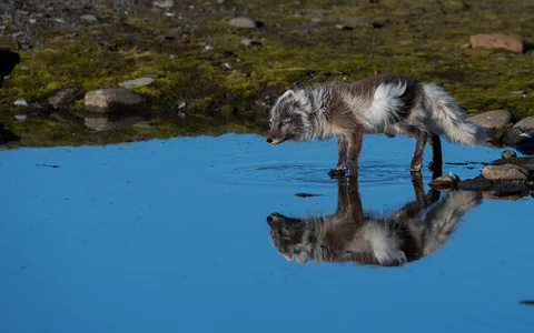Polarræv 
