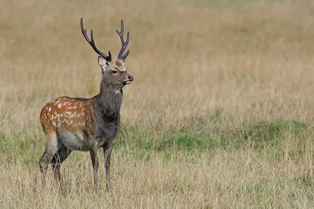 Sika Hjort