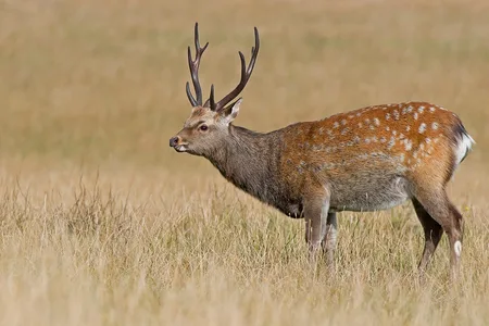 Sika Hjort