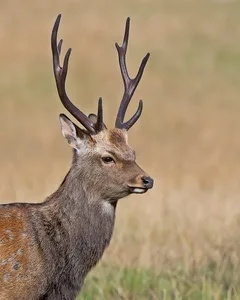 Sika Hjort