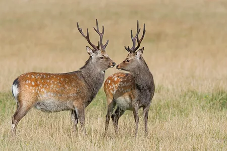 Sika Hjort