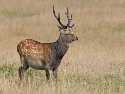 Sika Hjort