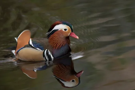 Mandarinand