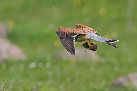 Tårnfalk