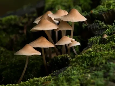 Natur