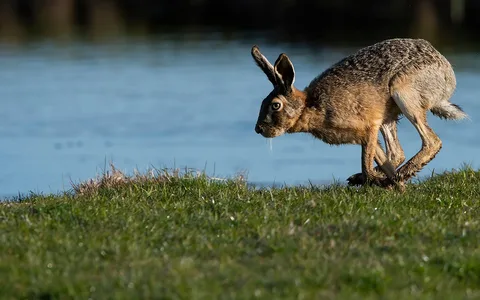 Hare