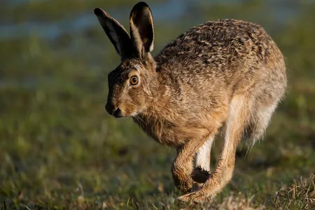 Hare