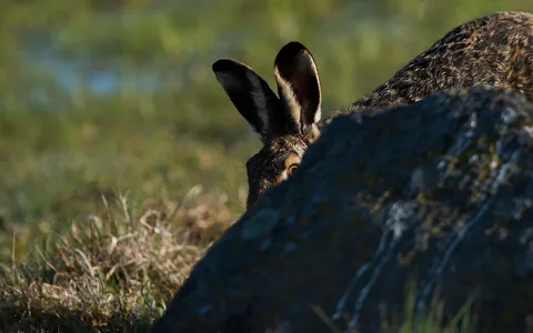 Hare