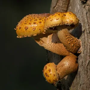 Natur