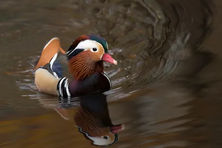 Mandarinand