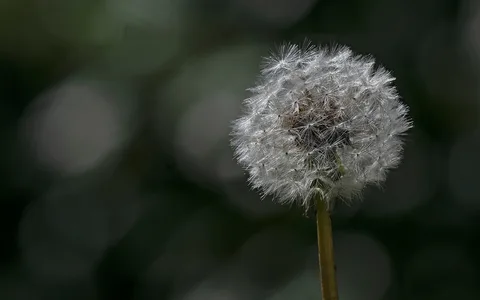 Pollen