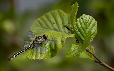 Gul flodgulsmed