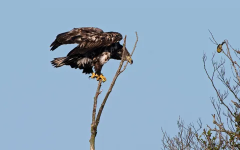 Havørn