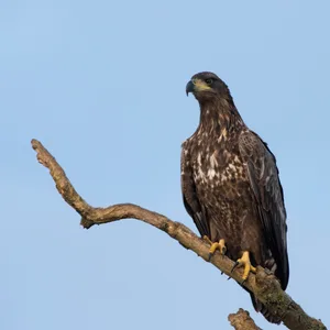 Havørn