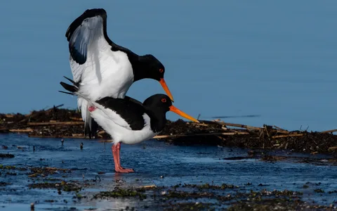 Strandskade