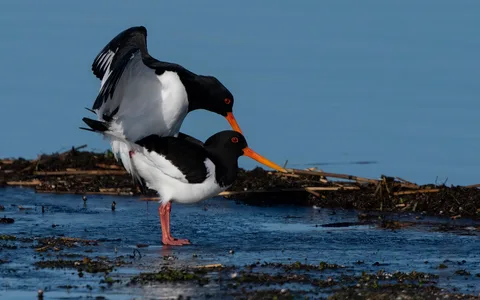 Strandskade
