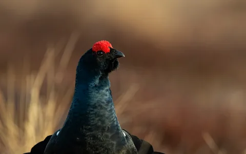Urfugl