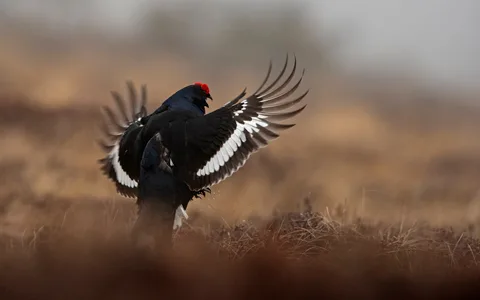 Urfugl