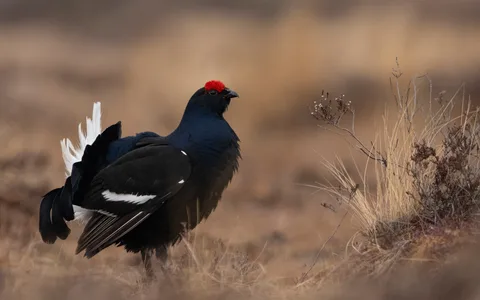 Urfugl