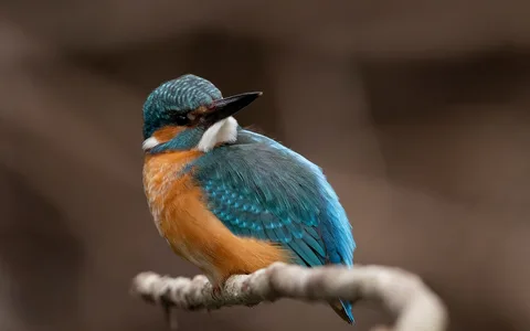 Isfugl