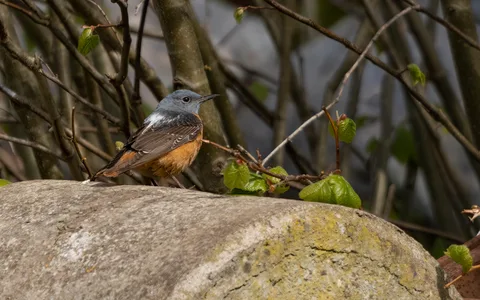 Stendrossel