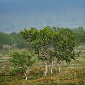 Landskab