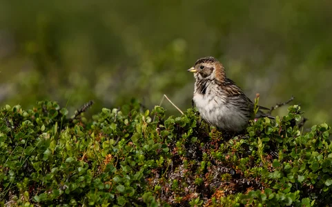 Lapværling