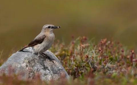 Stenpikker