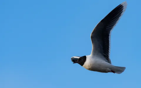 Dværgmåge