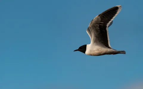 Dværgmåge