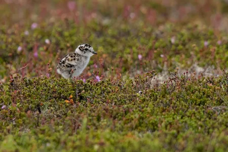 Pomeransfugl Kylling