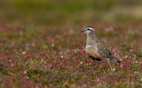 Pomeransfugl