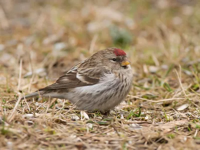 Gråsisken