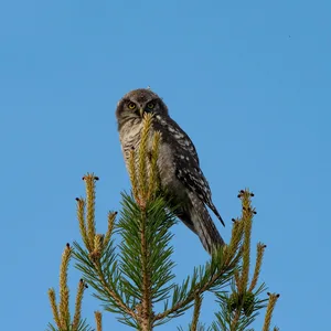 Høgeugle