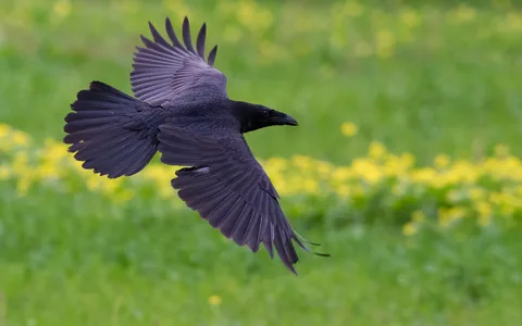 Ravn