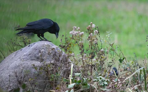 Ravn