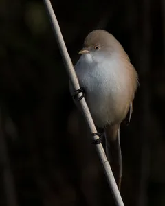 Skægmejse