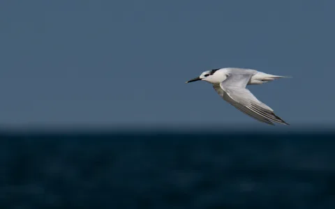 Splitterne