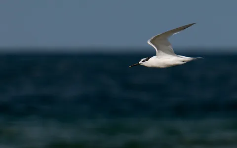Splitterne