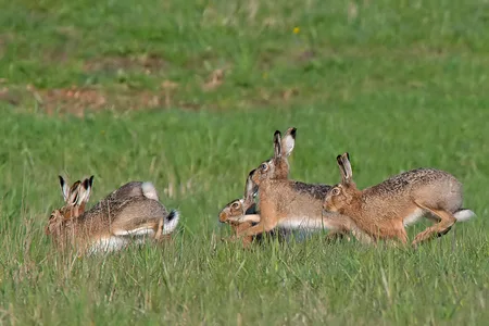 Hare