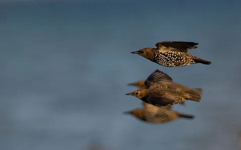 Stær