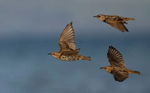 Stær