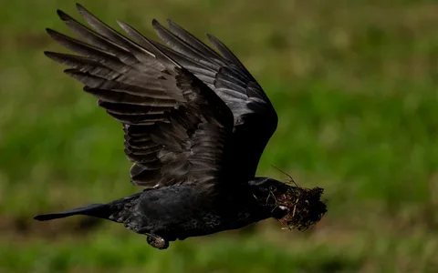 Ravn