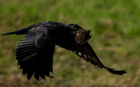 Ravn