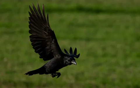 Ravn