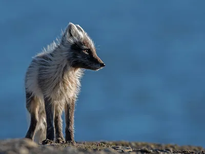 Polarræv