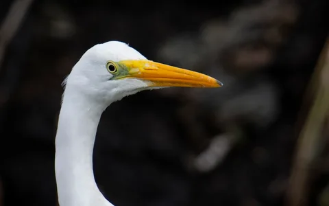 Søvlhejre