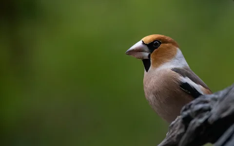 Kernebider