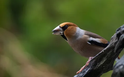 Kernebider
