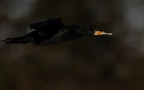 Skarv